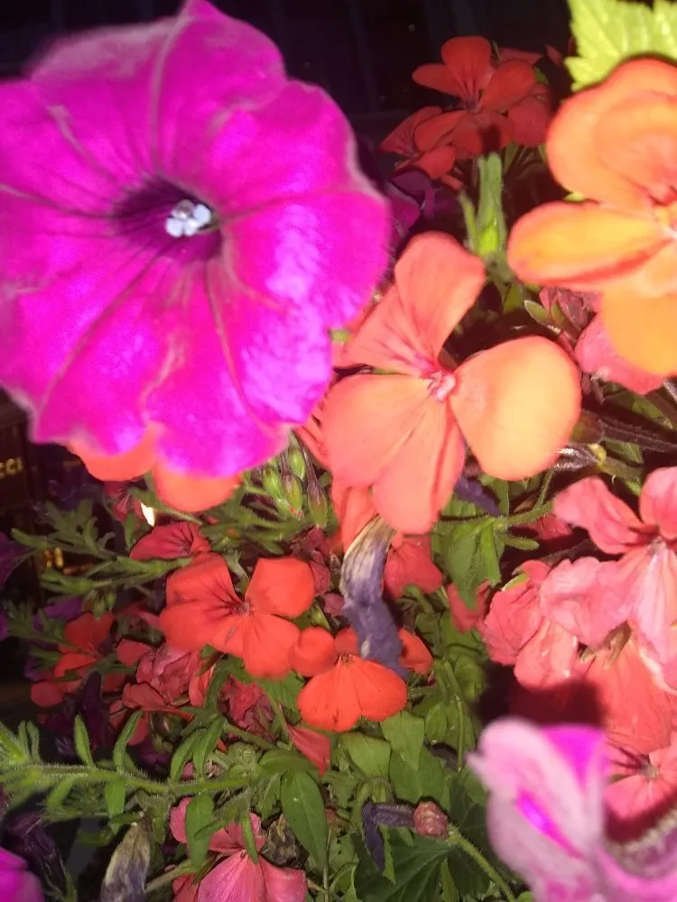 Local residential landscaping experts serving Woodinville, WA - Bear Creek Home and Yard