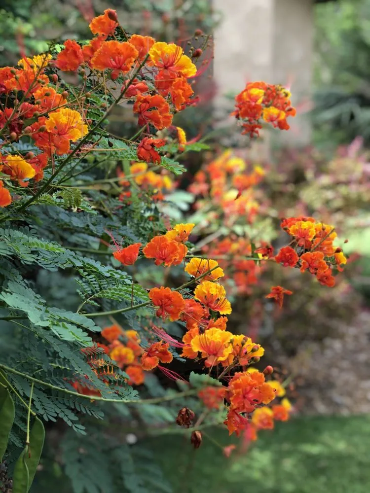 Local lawn care service in San Antonio, TX by Bear Creek Landscape