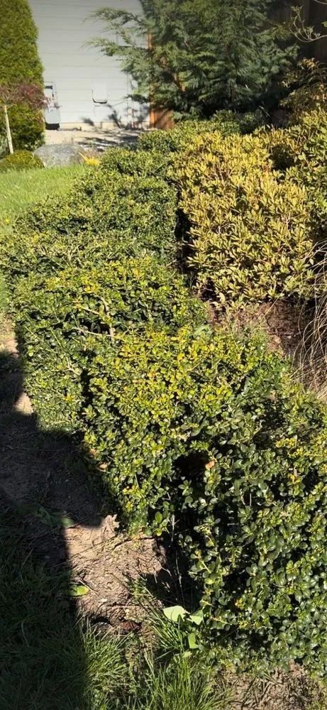 Reliable outdoor landscaping for outdoor upgrades in Redmond, WA by Bear Creek Landscaping & Construction