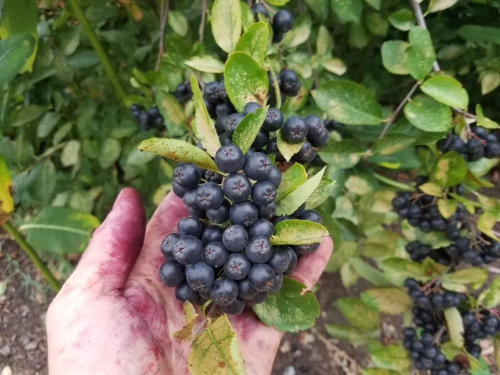 Affordable yard cleanup service in White Haven, PA by Bear Creek Organics