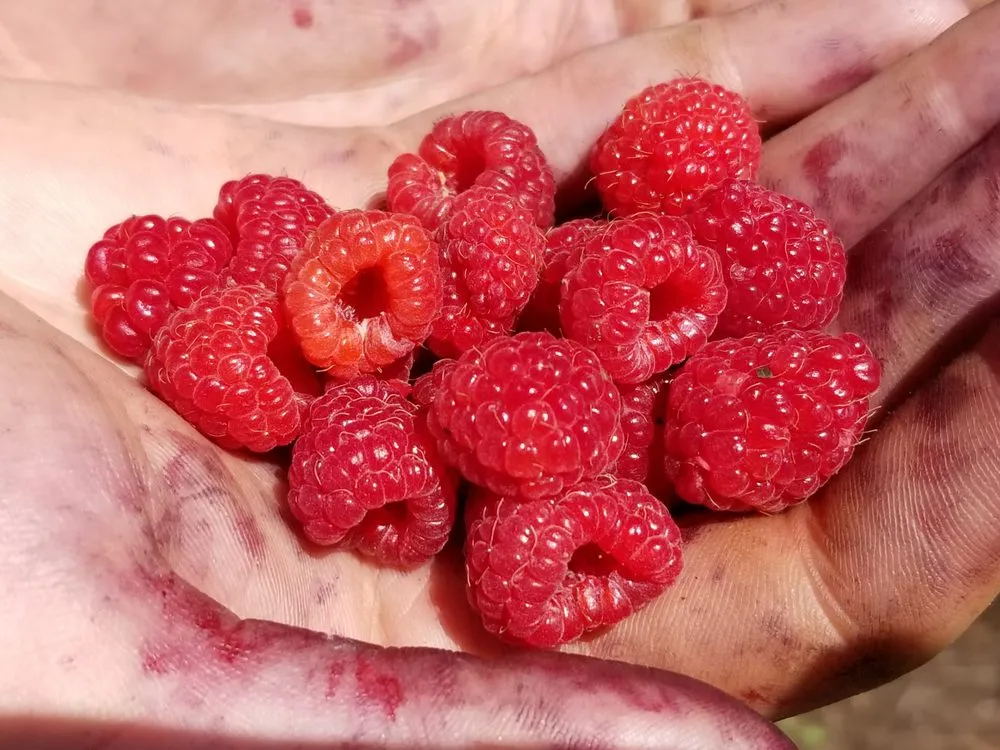 Affordable garden landscaping with custom design in White Haven, PA by Bear Creek Organics