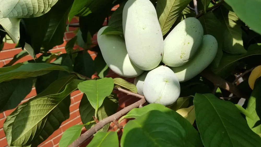 Affordable residential landscaping experts serving White Haven, PA - Bear Creek Organics