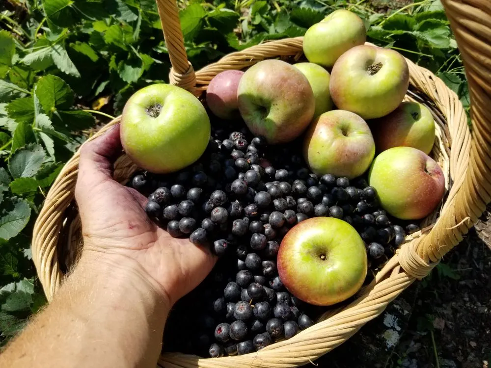 Trusted landscaping services in White Haven, PA - Bear Creek Organics