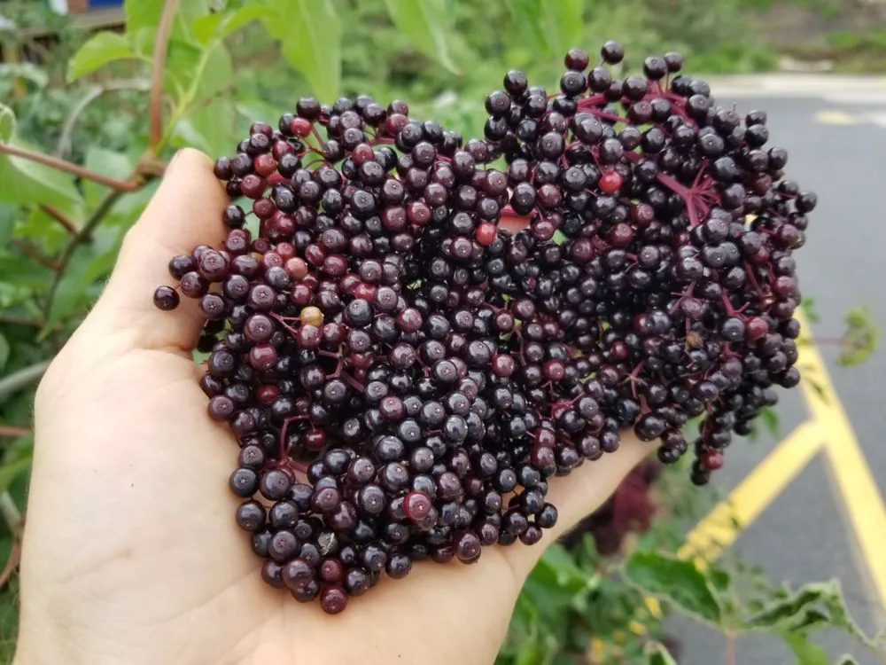 Local landscaping services in White Haven, PA by Bear Creek Organics