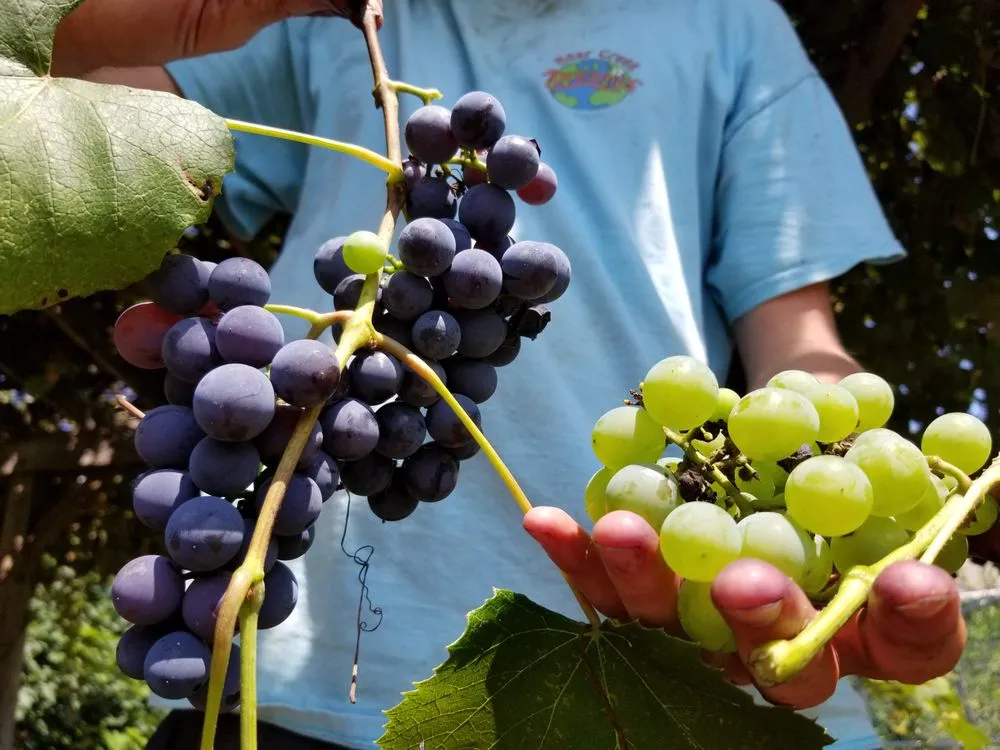 Custom landscape installation experts serving White Haven, PA - Bear Creek Organics