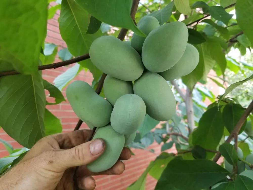 Reliable yard cleanup service for year-round maintenance across White Haven, PA - Bear Creek Organics