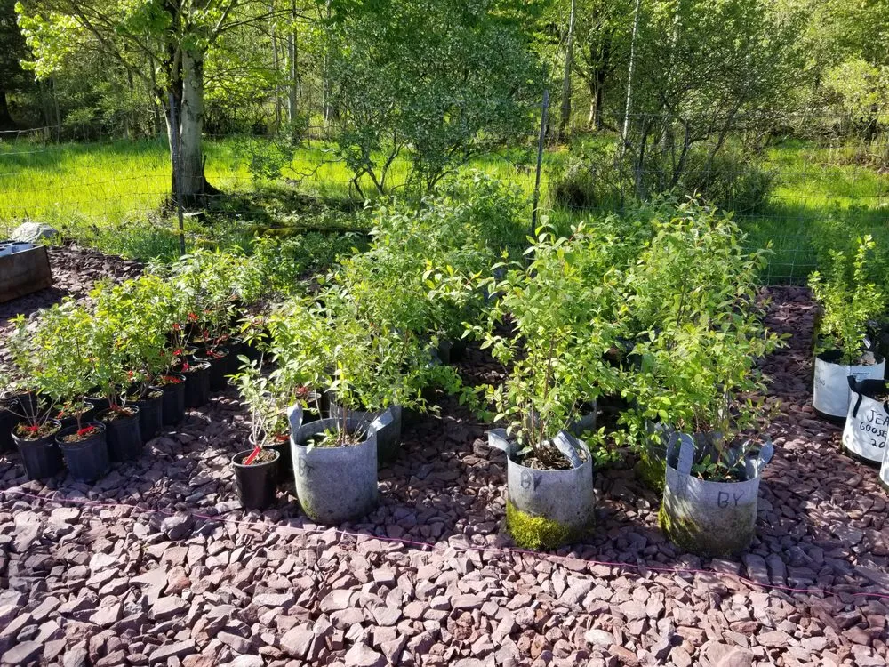 Professional landscape design experts serving White Haven, PA - Bear Creek Organics