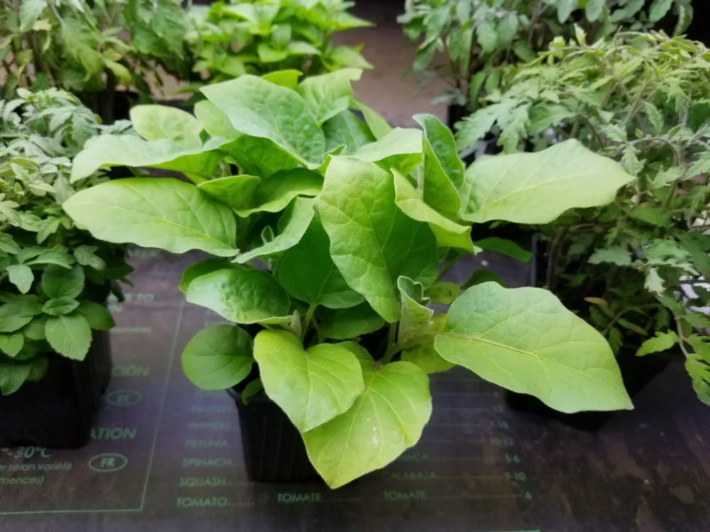 Top-rated landscaping services near you in White Haven, PA by Bear Creek Organics