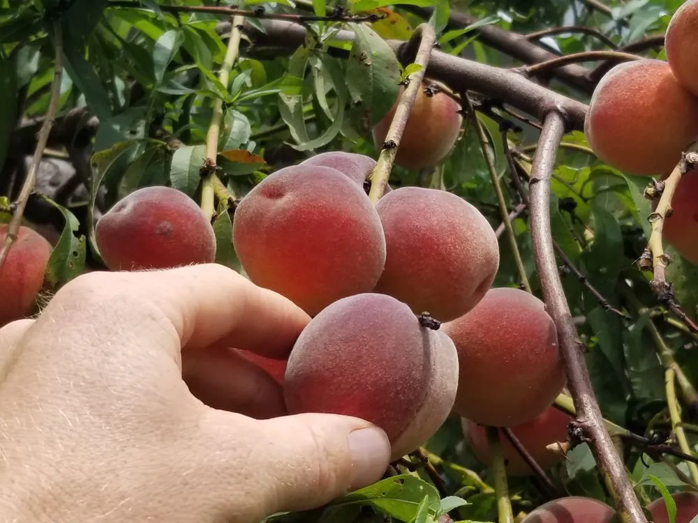 Expert yard cleanup service in White Haven, PA - Bear Creek Organics