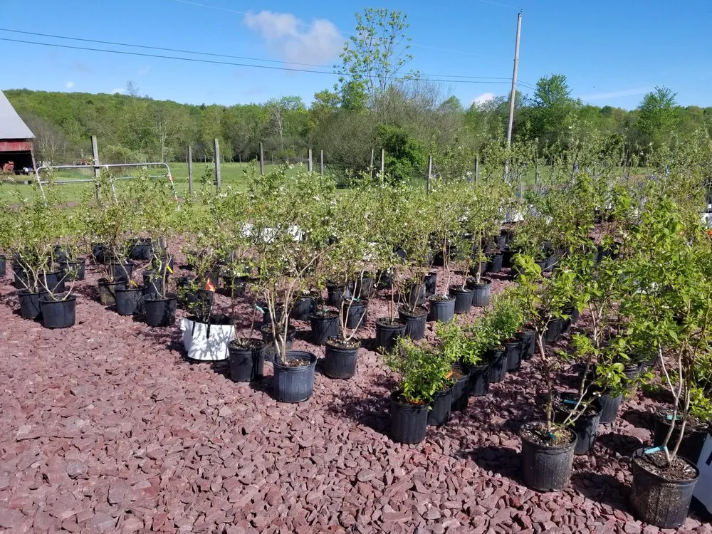 Professional yard cleanup service in White Haven, PA - Bear Creek Organics