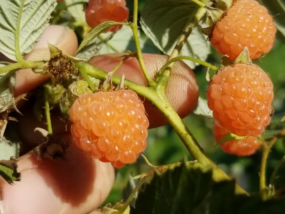 Custom lawn care service experts serving White Haven, PA - Bear Creek Organics
