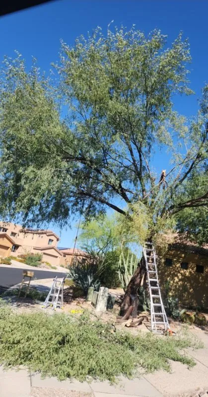 Trusted outdoor landscaping for beautiful yards across Tucson, AZ - Bear Down Landscaping