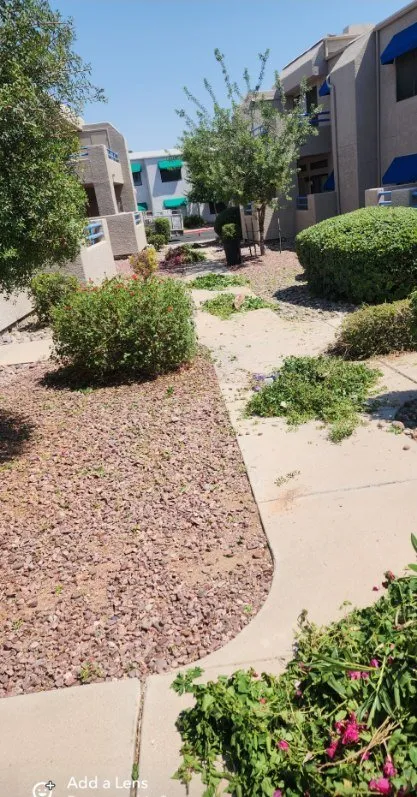 Affordable yard maintenance in Tucson, AZ - Bear Down Landscaping