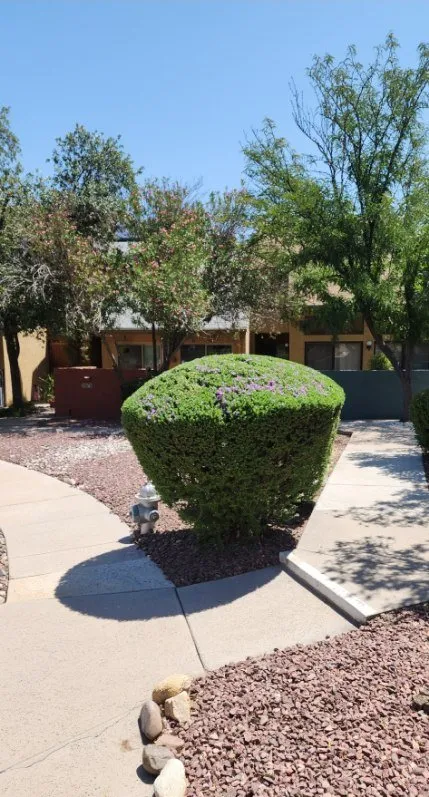 Expert landscape design in Tucson, AZ by Bear Down Landscaping