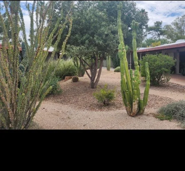 Top-rated outdoor landscaping experts serving Tucson, AZ - Bear Down Landscaping