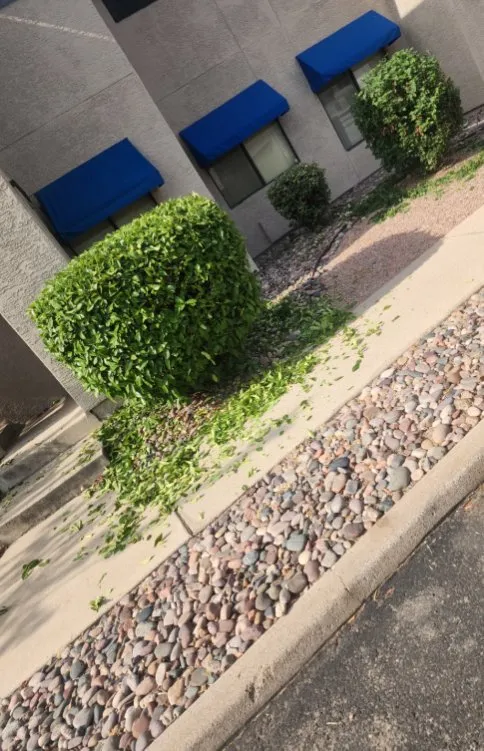 Local landscaping services in Tucson, AZ - Bear Down Landscaping