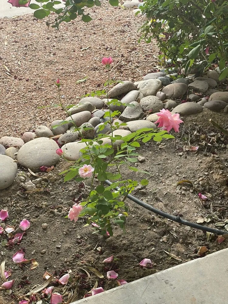 Affordable landscaping services experts serving Tucson, AZ - Bear Down Landscaping