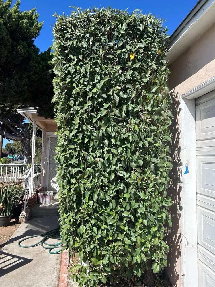 Custom landscaping services in San Diego, CA by Bear Hardscaping