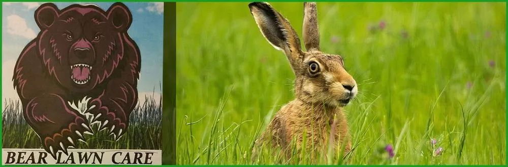 Local lawn care service in Morrison, CO - Bear Lawn Care