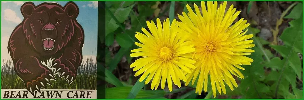 Trusted garden landscaping in Morrison, CO by Bear Lawn Care