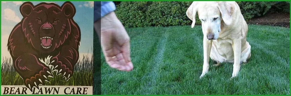Expert lawn mowing service in Morrison, CO - Bear Lawn Care