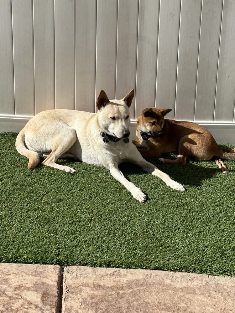 Expert landscape design in Sun Valley, NV - Bear Meadows Lawn Care