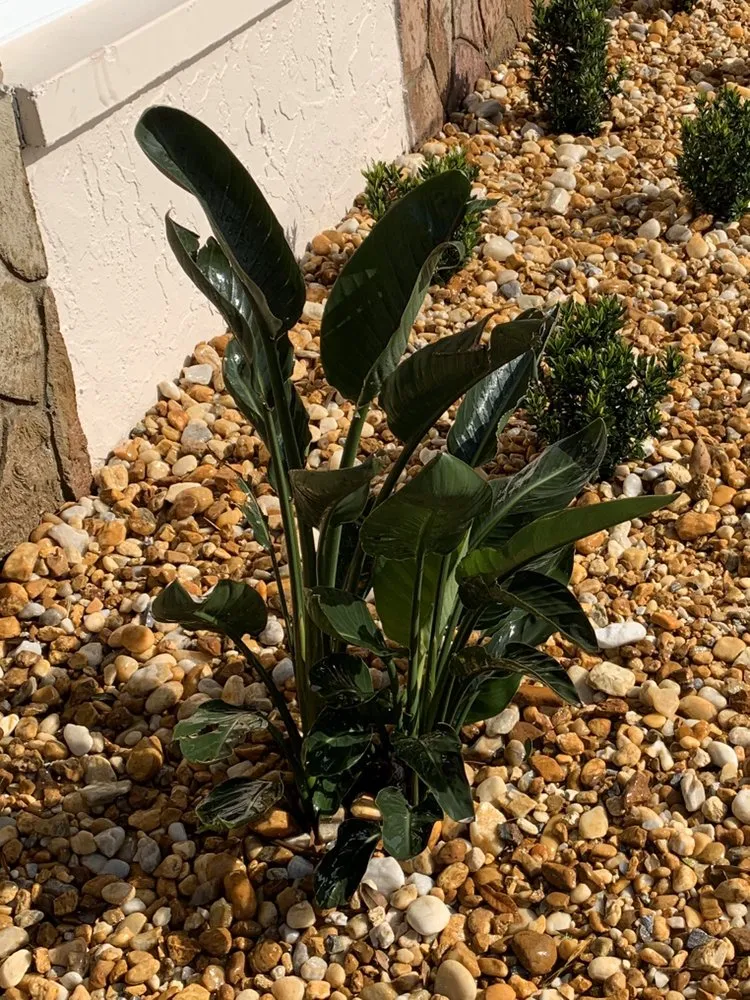 Local lawn mowing service for year-round maintenance across Saint Petersburg, FL - Bear Paw Landscape Company