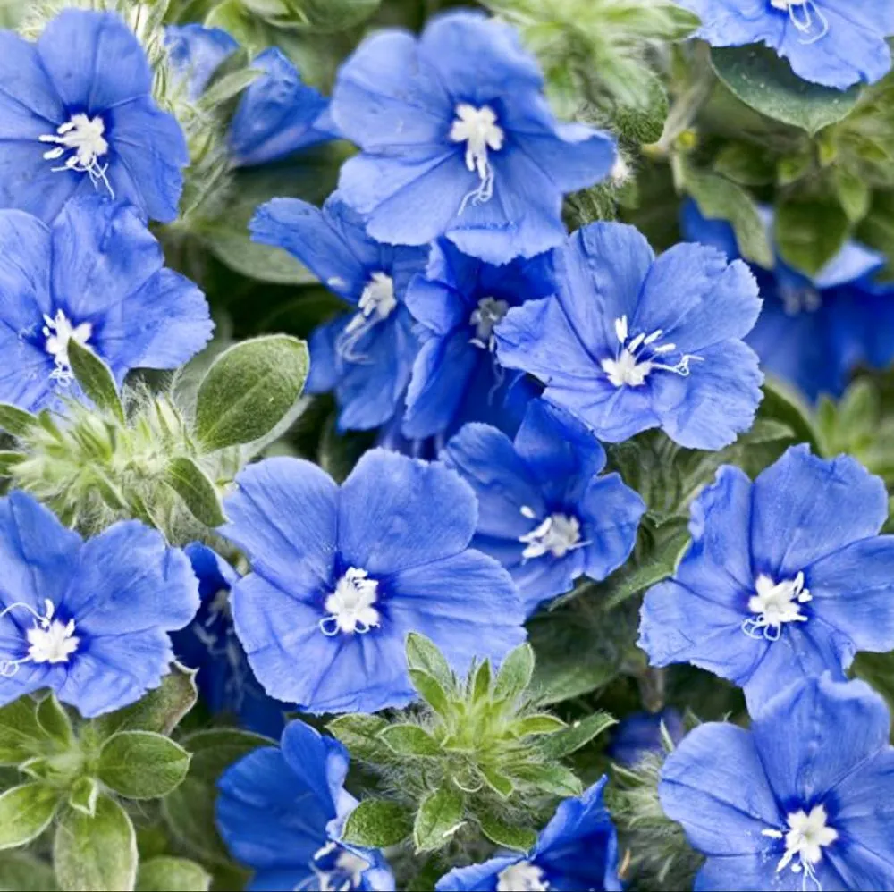 Professional yard cleanup service in Saint Petersburg, FL by Bear Paw Landscape Company