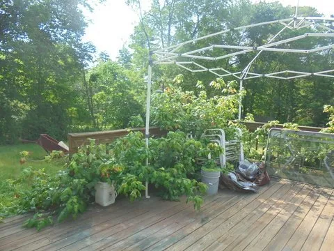 Reliable yard cleanup service experts serving laconia, NH - Bear River Property Services