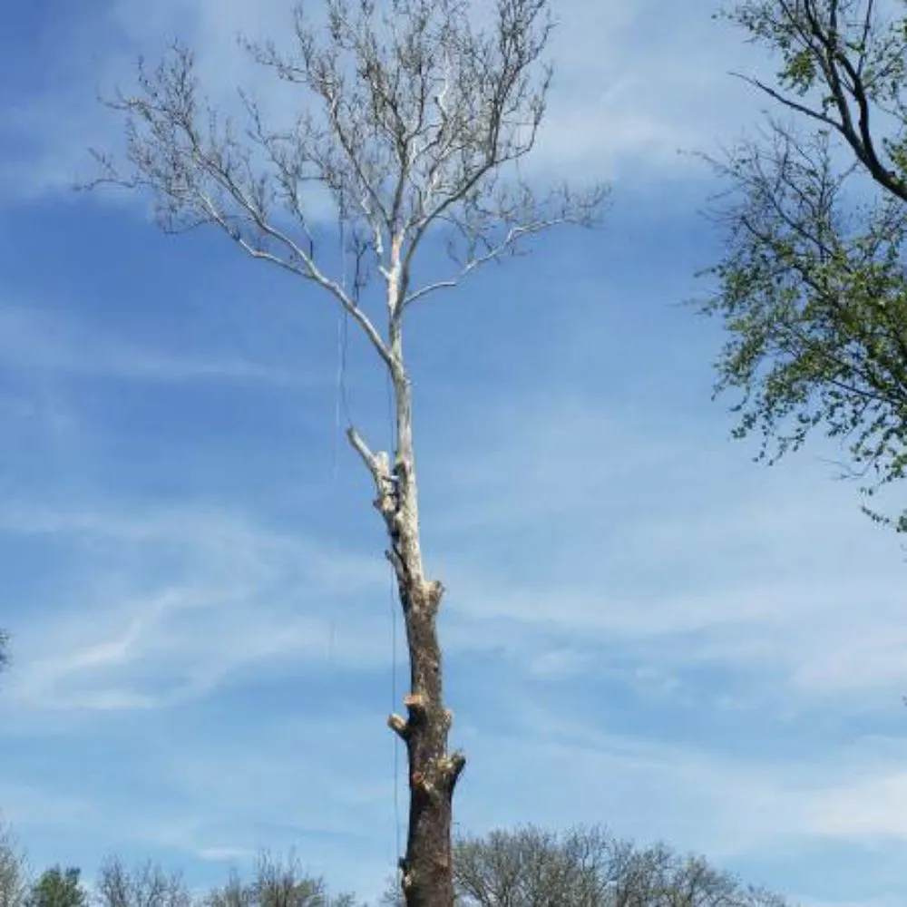 Local landscape installation for outdoor upgrades in Saint Peters, MO by Bear Tree and Lawn Services