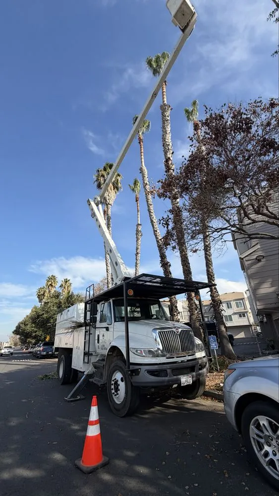 Trusted garden landscaping for beautiful yards in Fremont, CA by Bear Tree Company