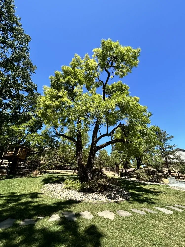 Affordable yard maintenance in Fremont, CA by Bear Tree Company