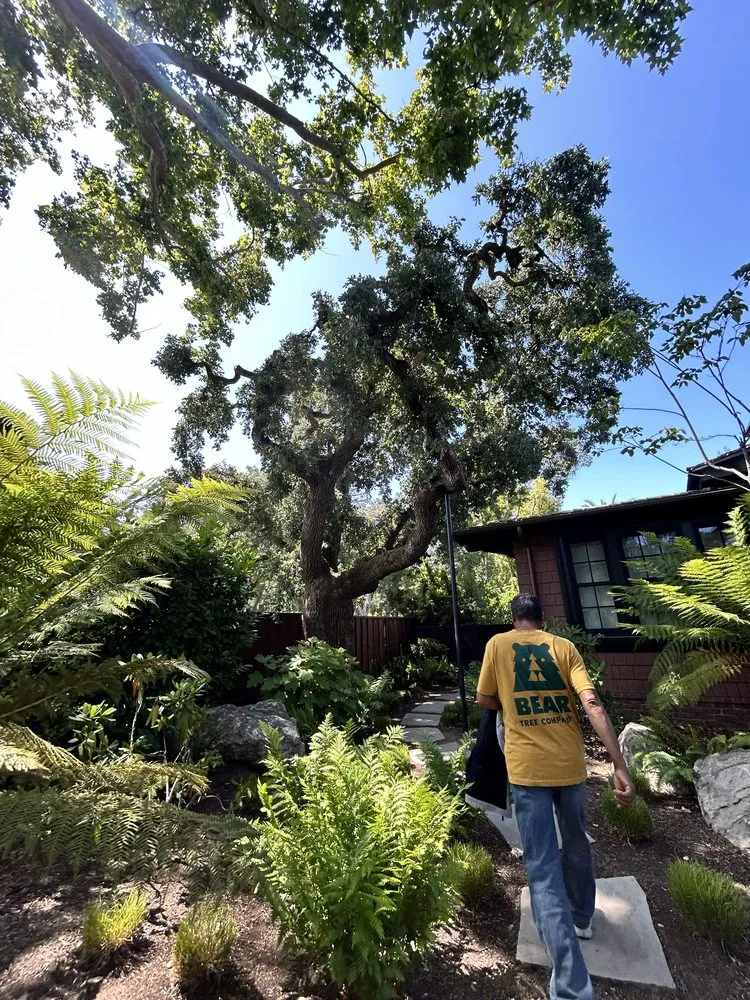 Reliable lawn care service experts serving Fremont, CA - Bear Tree Company