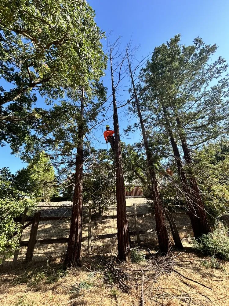 Expert landscaping services near you across Fremont, CA - Bear Tree Company