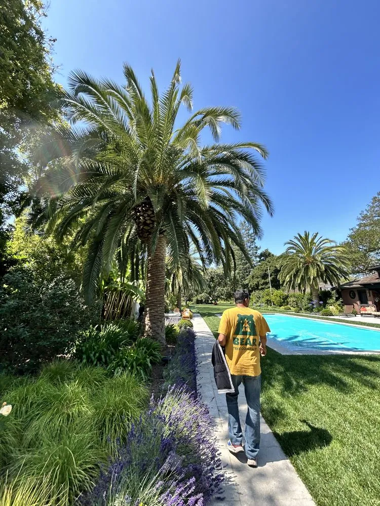 Expert landscape installation experts serving Fremont, CA - Bear Tree Company