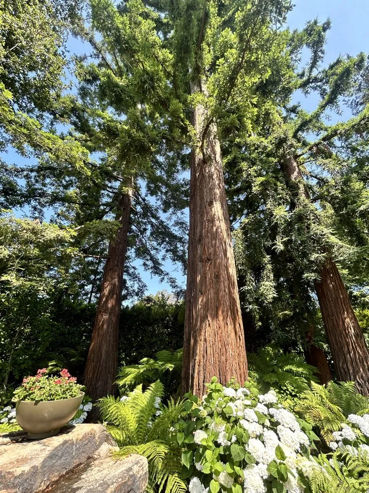 Custom lawn care service experts serving Fremont, CA - Bear Tree Company