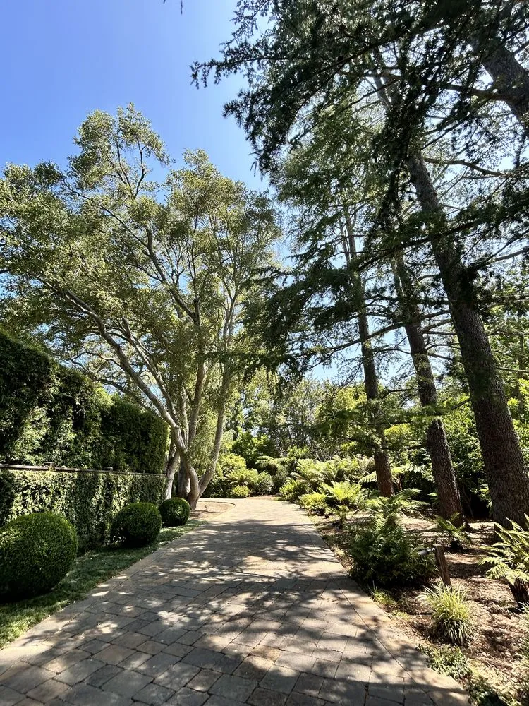 Local landscape installation in Fremont, CA - Bear Tree Company