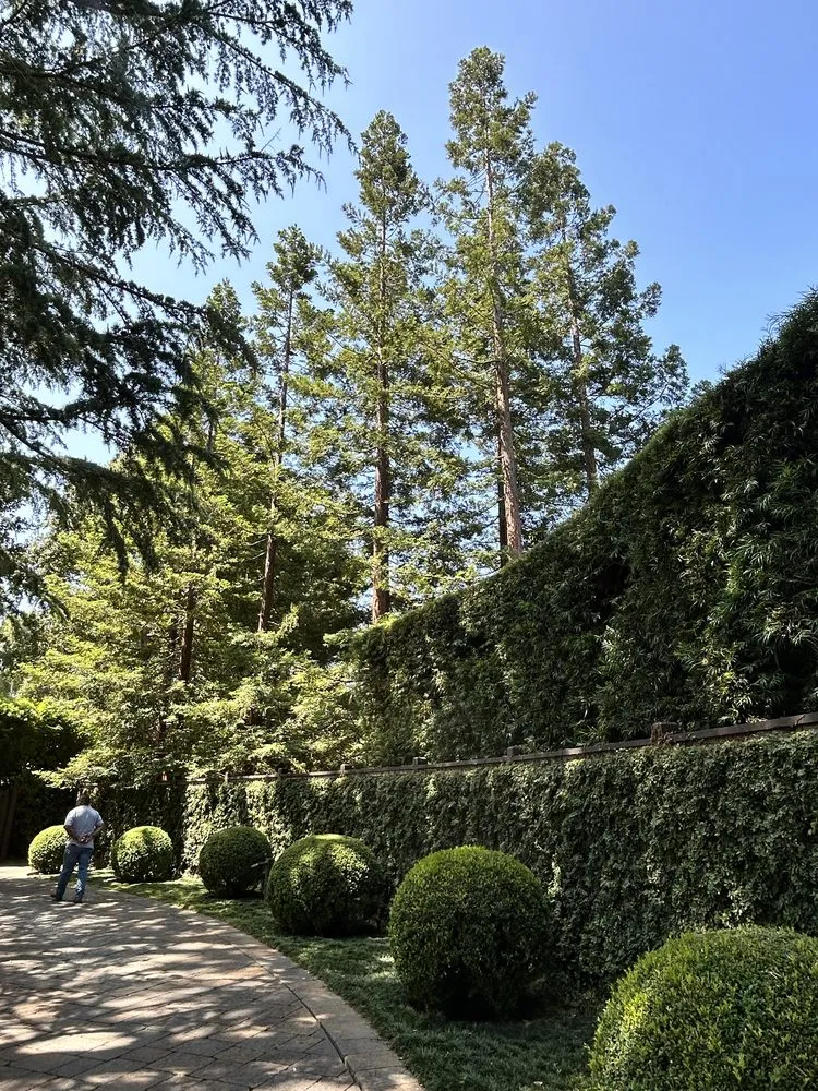 Local yard maintenance experts serving Fremont, CA - Bear Tree Company