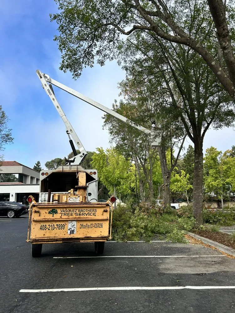 Affordable landscape installation in Fremont, CA by Bear Tree Company