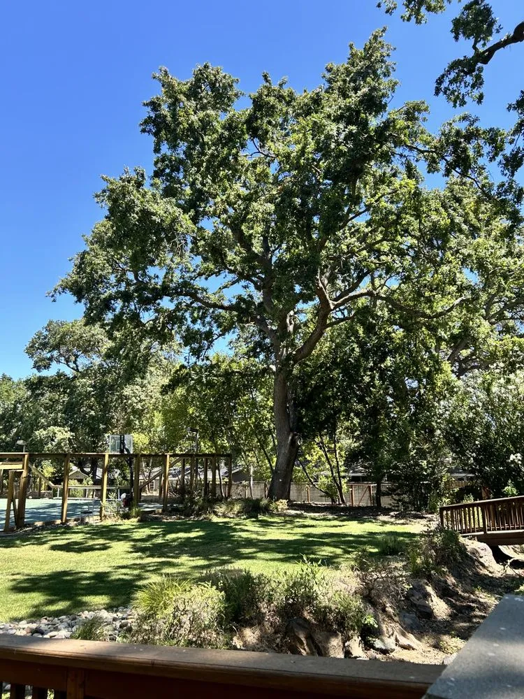 Local landscaping services in Fremont, CA by Bear Tree Company