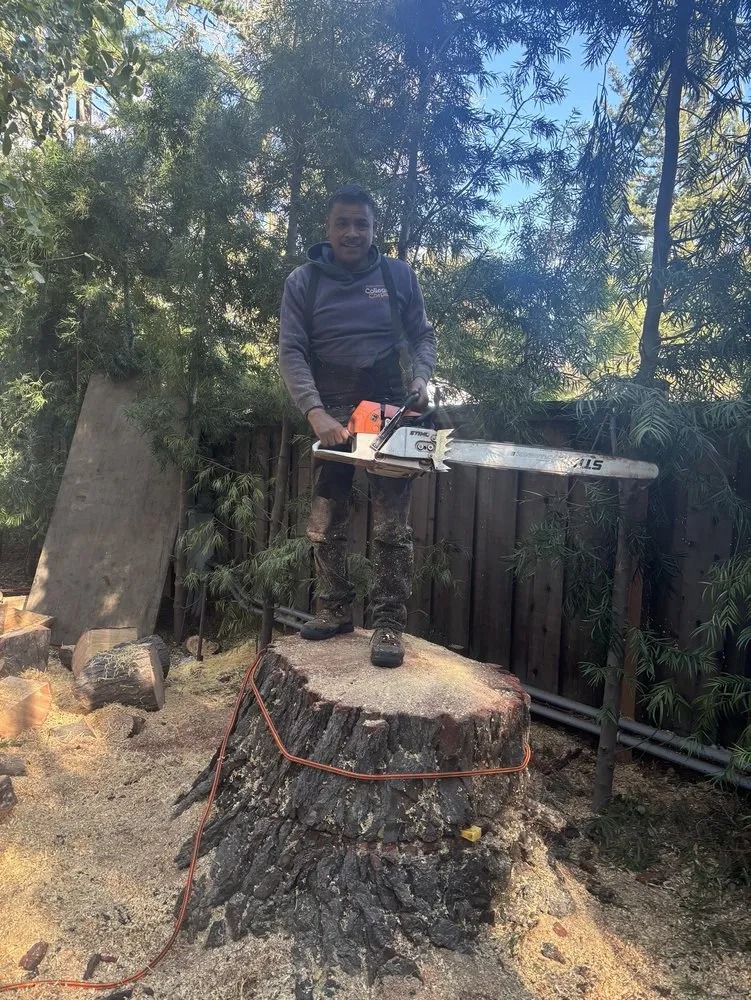 Top-rated landscaping services in Fremont, CA - Bear Tree Company