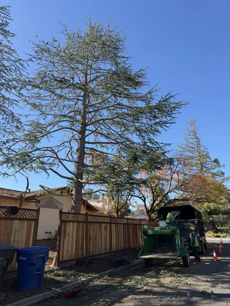 Custom lawn mowing service experts serving Fremont, CA - Bear Tree Company