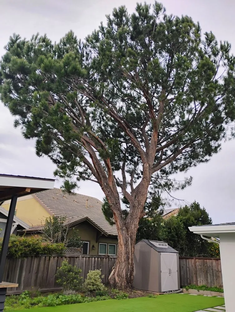 Custom yard cleanup service experts serving Fremont, CA - Bear Tree Company