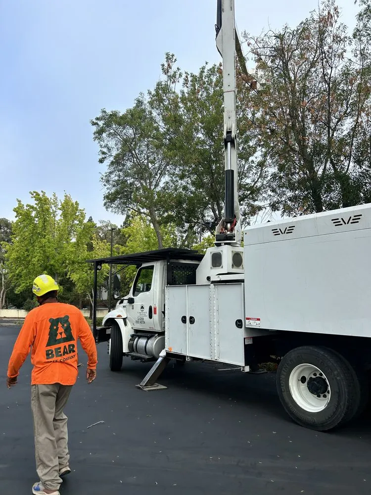 Reliable yard cleanup service experts serving Fremont, CA - Bear Tree Company