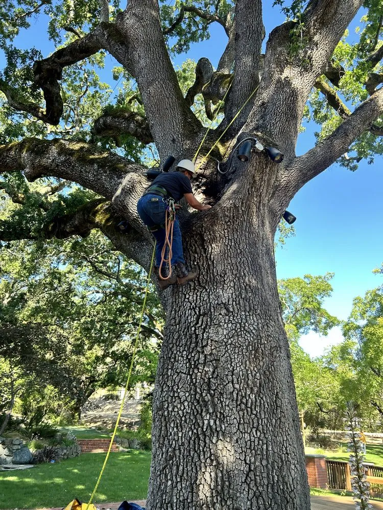 Expert residential landscaping for beautiful yards across Fremont, CA - Bear Tree Company