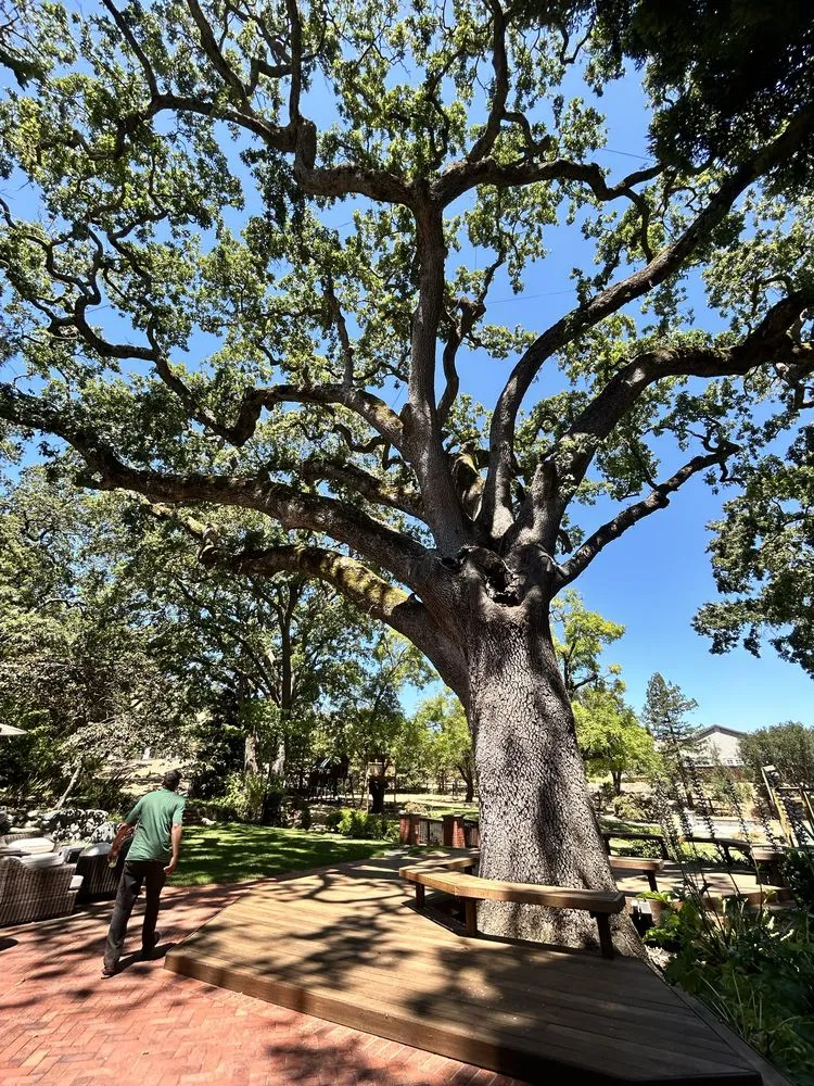 Reliable yard cleanup service in Fremont, CA by Bear Tree Company