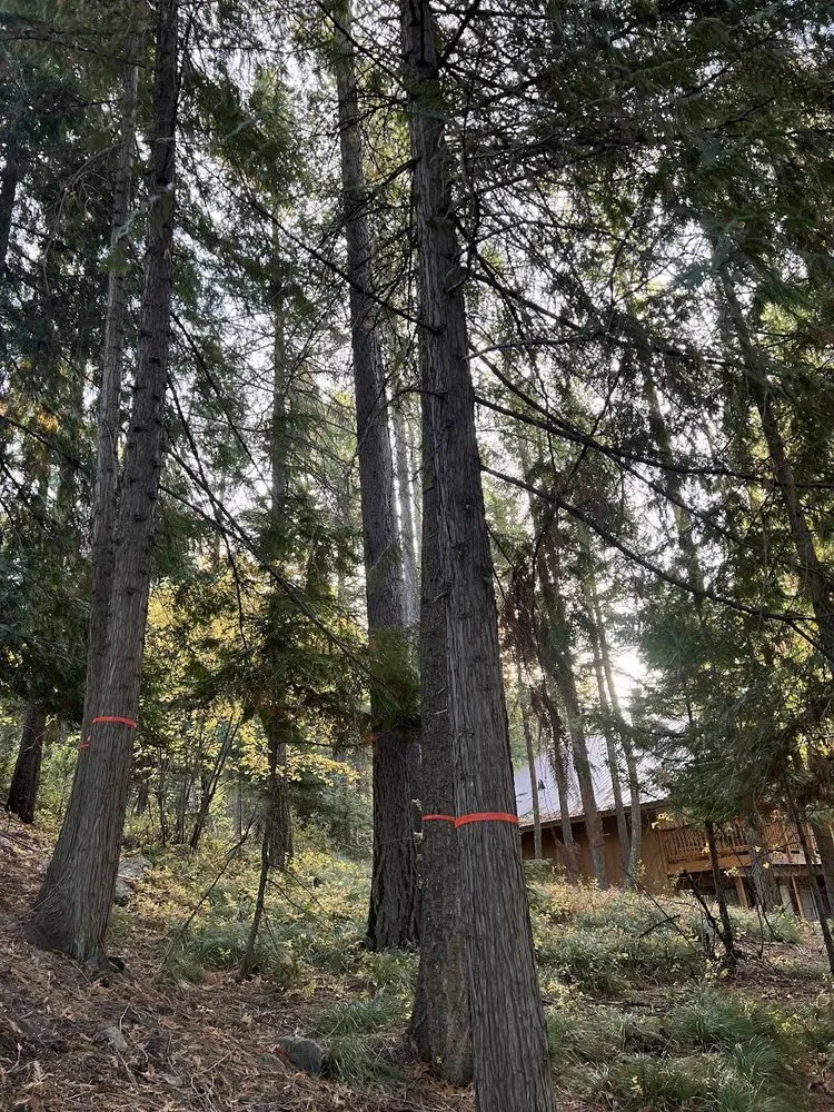 Reliable lawn care service for year-round maintenance in Bigfork, MT by BearDance Forestry