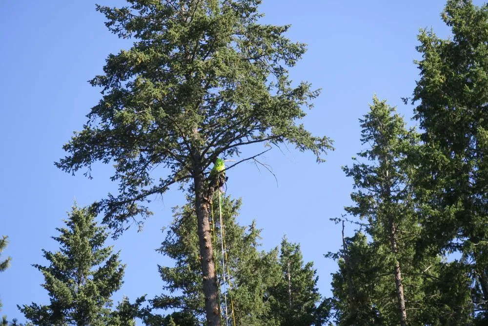 Local yard maintenance in Bigfork, MT - BearDance Forestry
