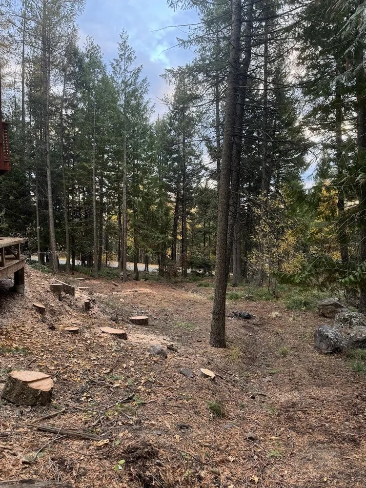 Reliable yard cleanup service experts serving Bigfork, MT - BearDance Forestry