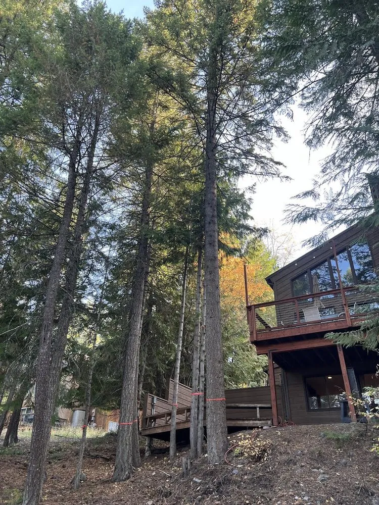 Top-rated yard cleanup service for homes across Bigfork, MT - BearDance Forestry